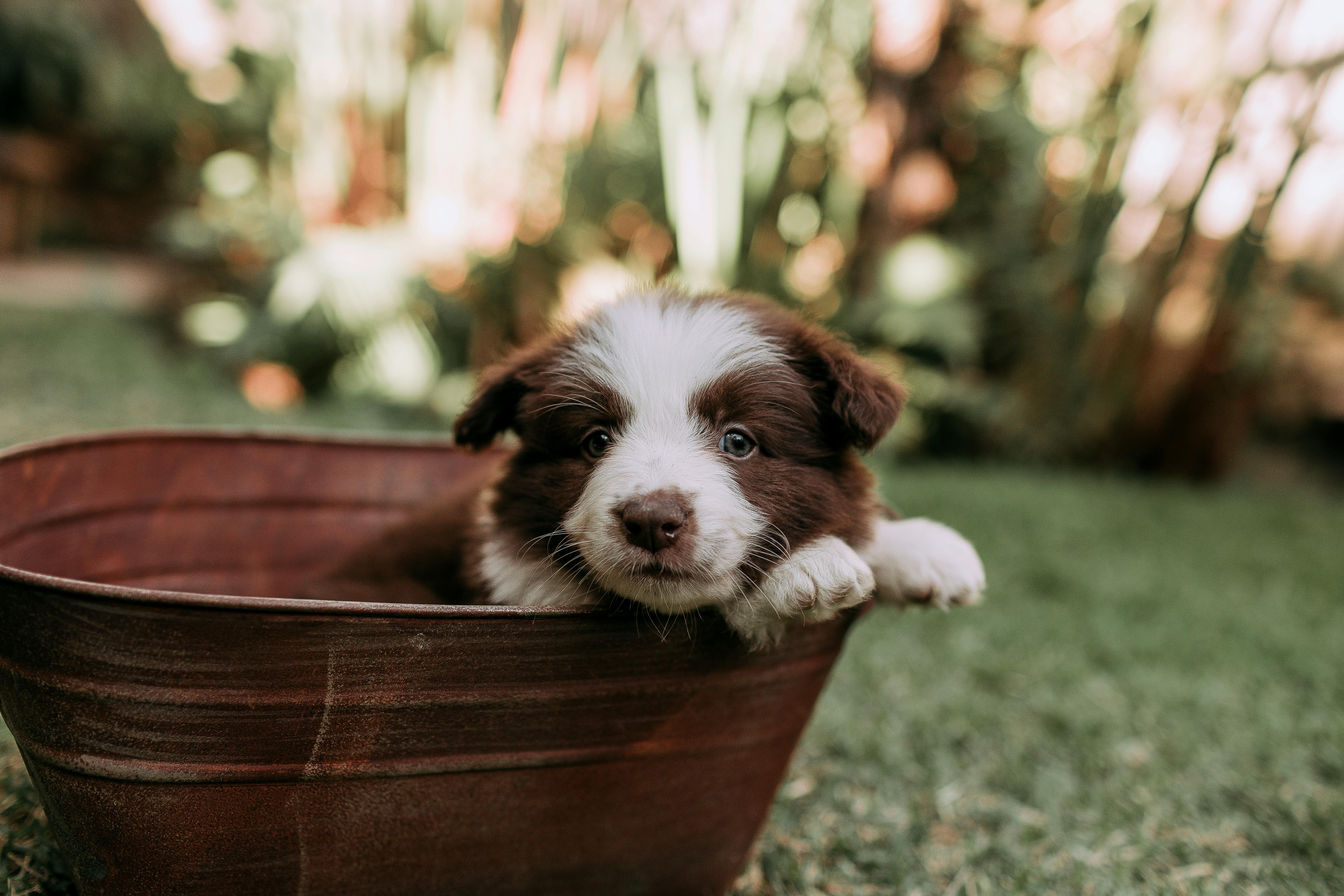 Pet Portrait Photography